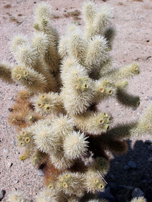 Cholla 