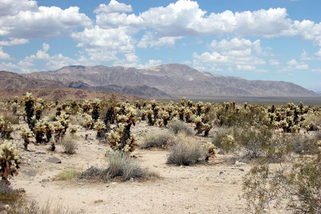 Cholla Patch