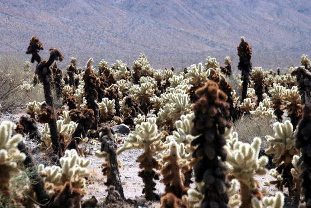 Cholla Patch