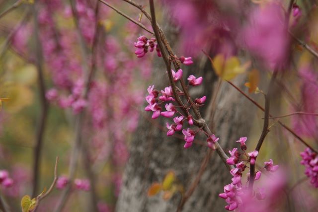 Red Bud 
