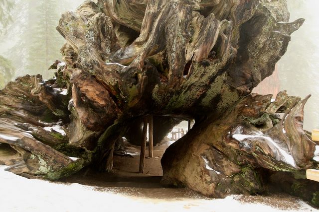 A tunnel Sequoia Tree