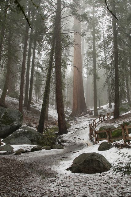 Icy trail in Grant's Grove 