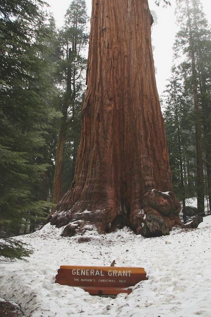 General Grant (GIANT Sequoia)