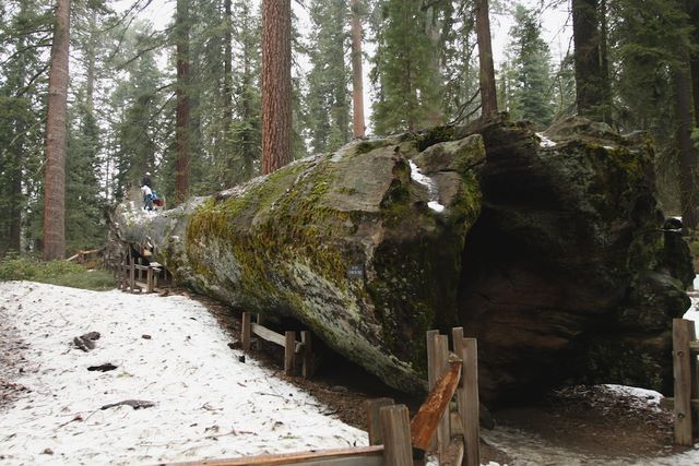 Tunnel Log 