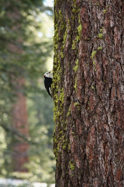 Woodpecker 