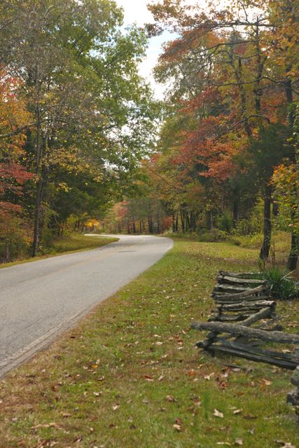 Road in Park 