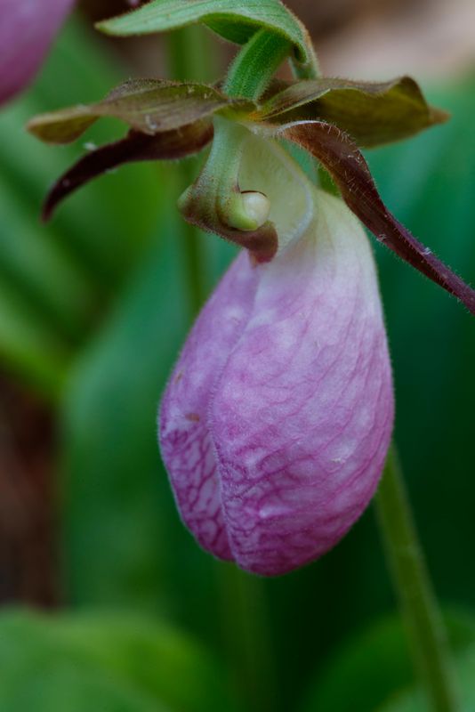 Lady Slippers 