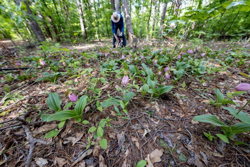 Group of Lady Slippers 