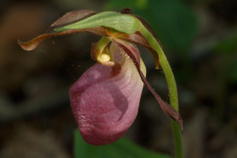 Lady Slippers 