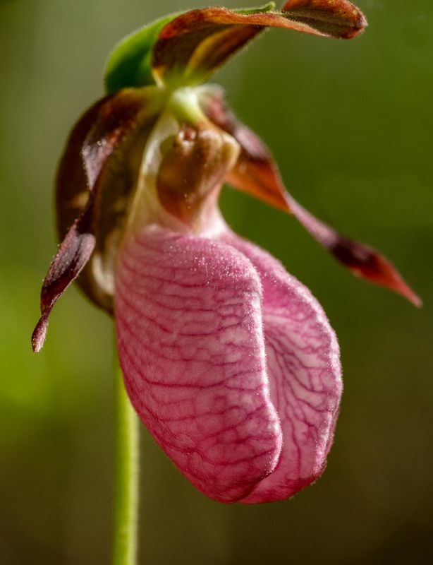 Lady Slippers 
