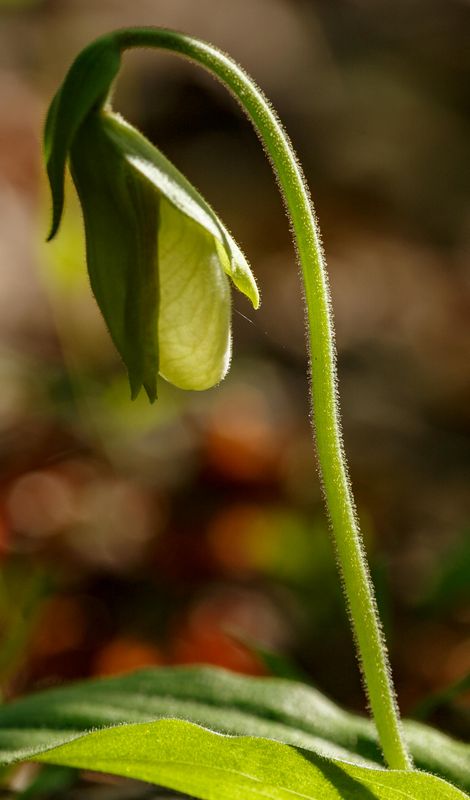 Green Lady Slipper