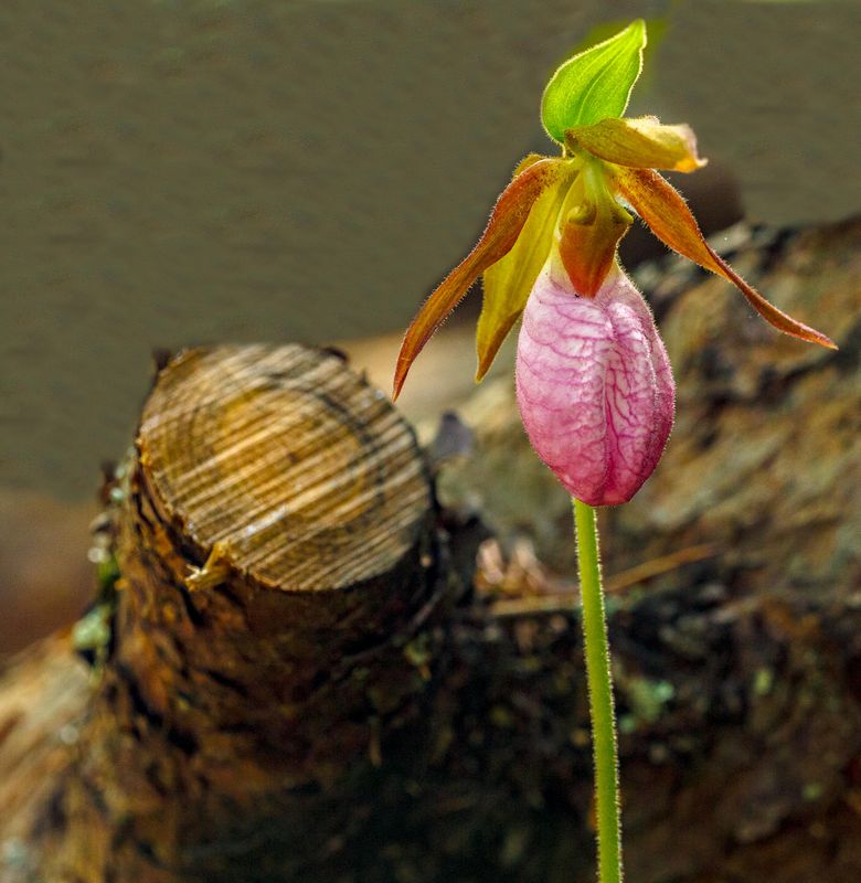 Lady Slippers 