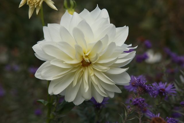 White Flower 