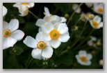 Blooming flower 