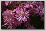 Pink flower 