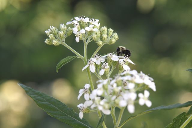 Insect on Flower