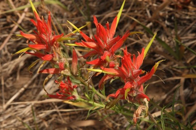 Flaming Wildflower 