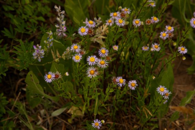 More Wildflowers 