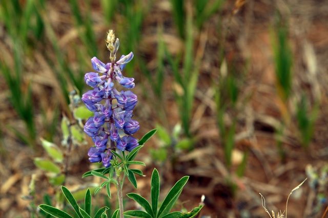 Wildflower