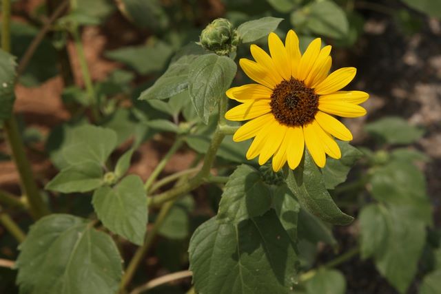 Wildflower 