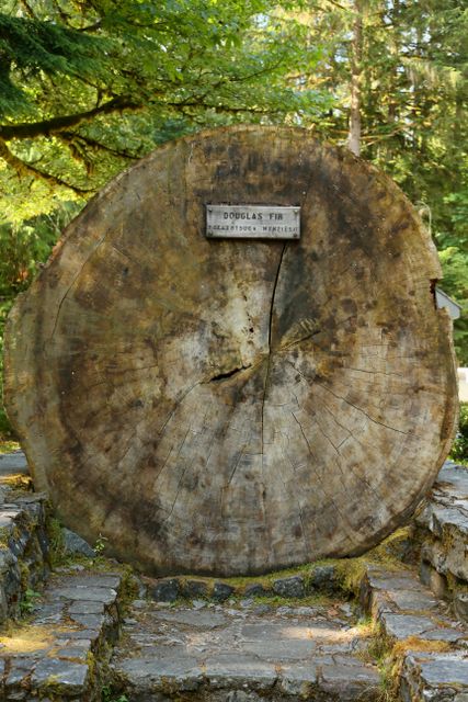 Mt Baker -- Douglas Fir Log 