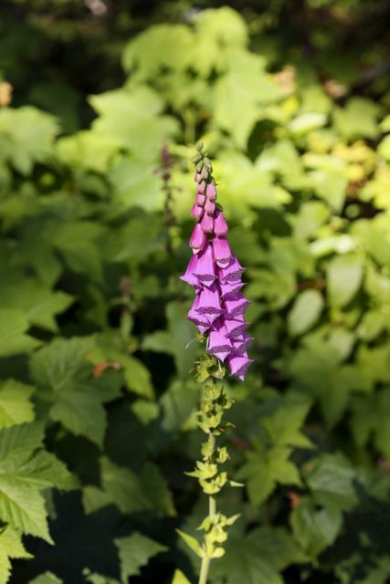 Mt Baker -- Pink Mountain Flower 
