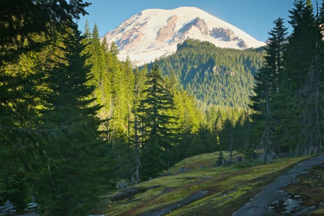 Mt Rainier -- Mt. Rainier from a mountain trail 