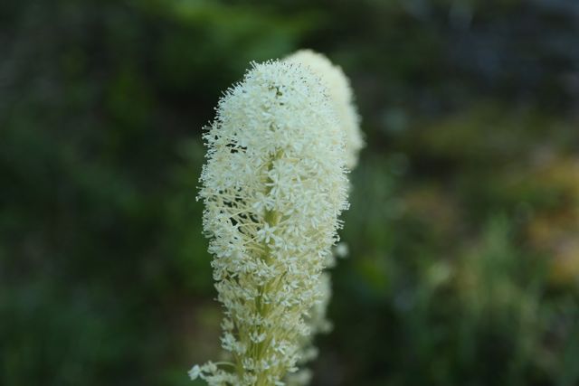 Mt Rainier -- Beargrass 