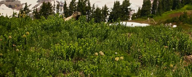 Mt Rainier -- Hoary Marmot 