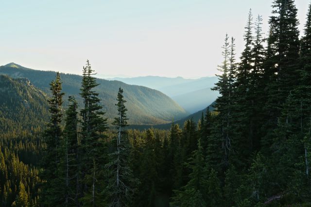 Mt Rainier -- Emmons Vista 