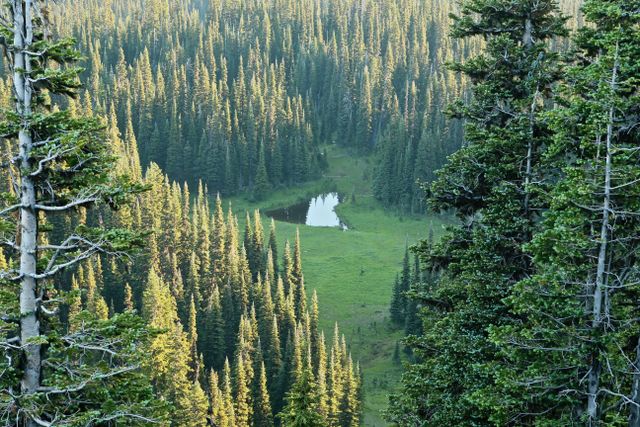 Mt Rainier -- Shadow Lake