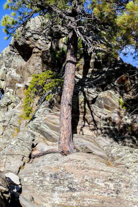 Pine tree growing out of a Rock