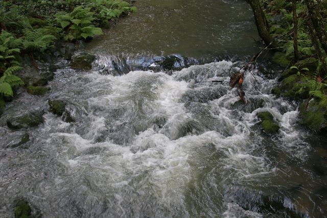 Redwood Creek 