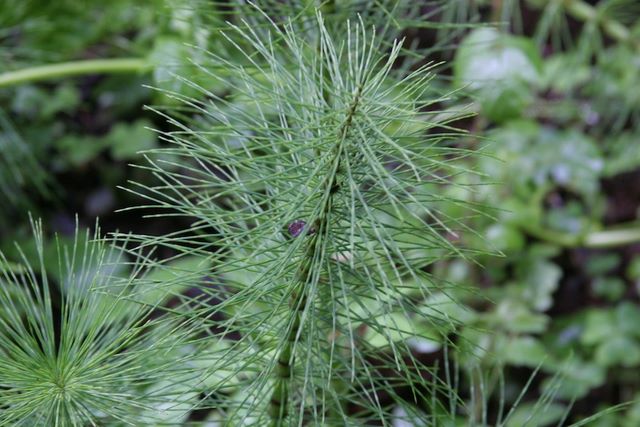 Pine Needles 