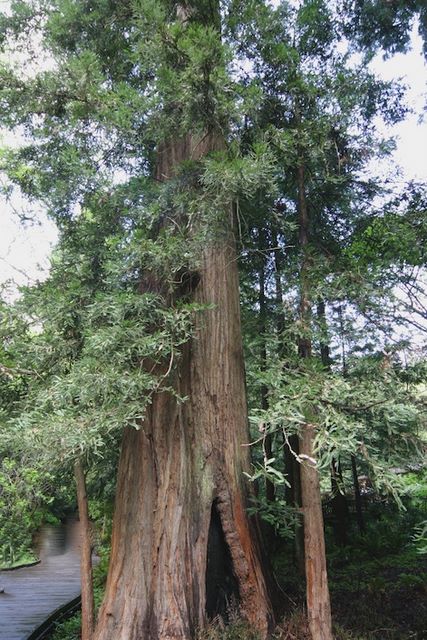 Red Wood Tree