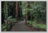 One of the paved trails in Muir Woods 