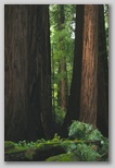 Giant Redwoods 