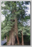Red Wood Tree