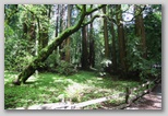 Old Growth Forest 