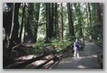 400 to 800 Year Old Redwood Trees