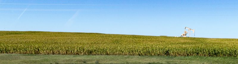 Sunflower Field