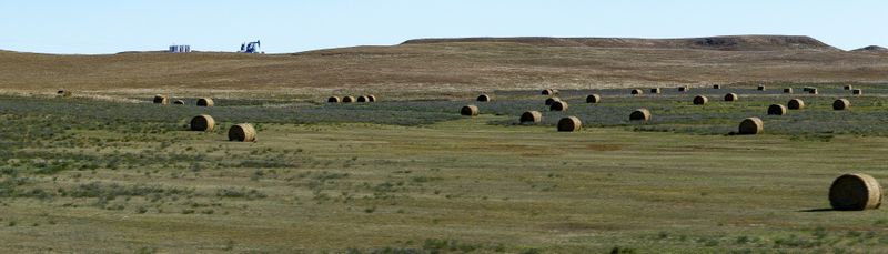 Hay Field 