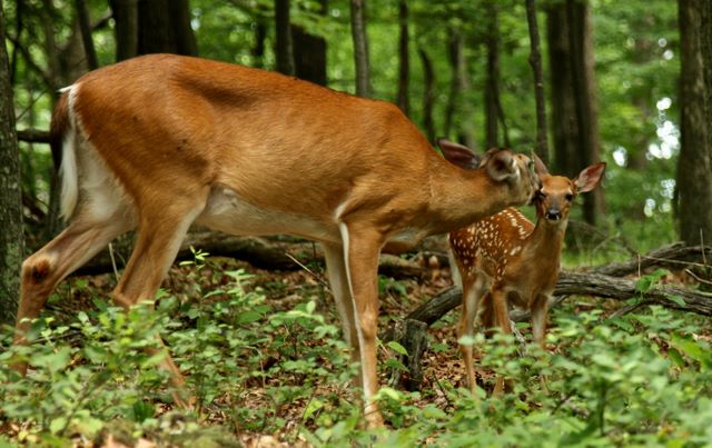 White Tail deer