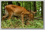 White Tail deer