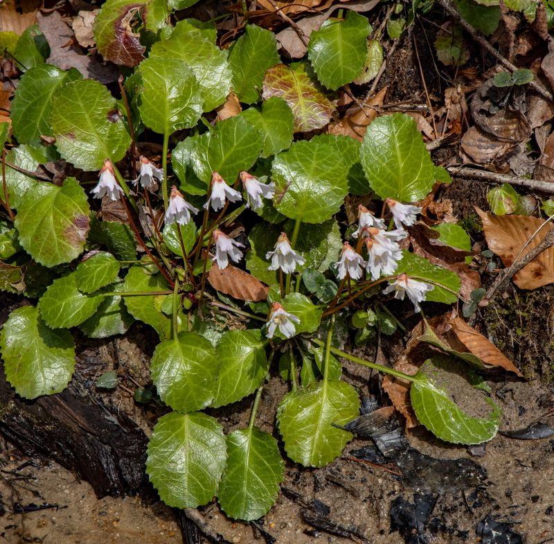 Cluster in the creek 