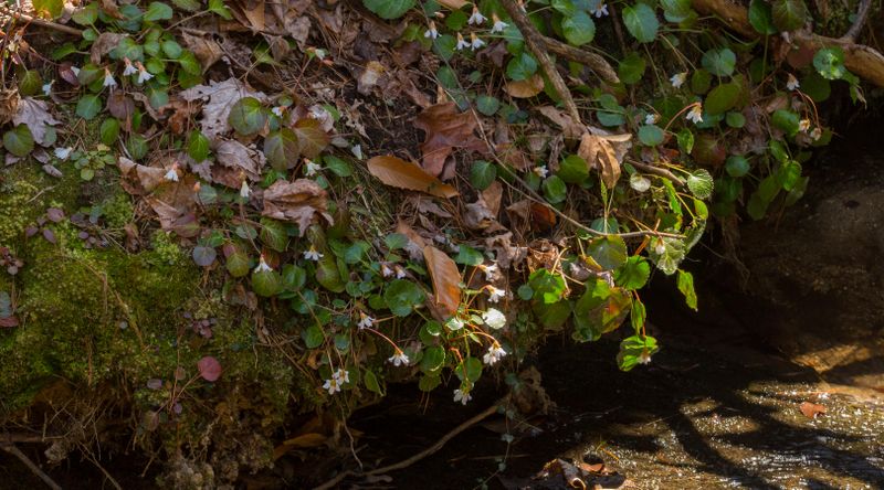 Oconee Bell above the creek bed