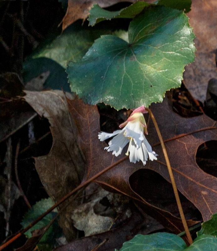 Oconee Bell with leaves