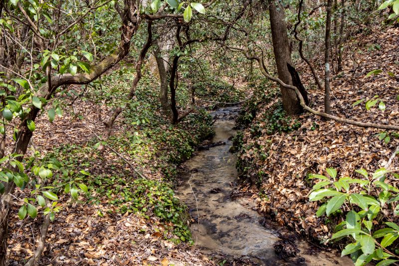Oconee Bell growing along a creek bed 