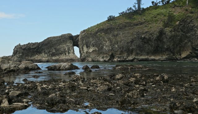 Olympic National Park - Coastal Area -- Tidepool 