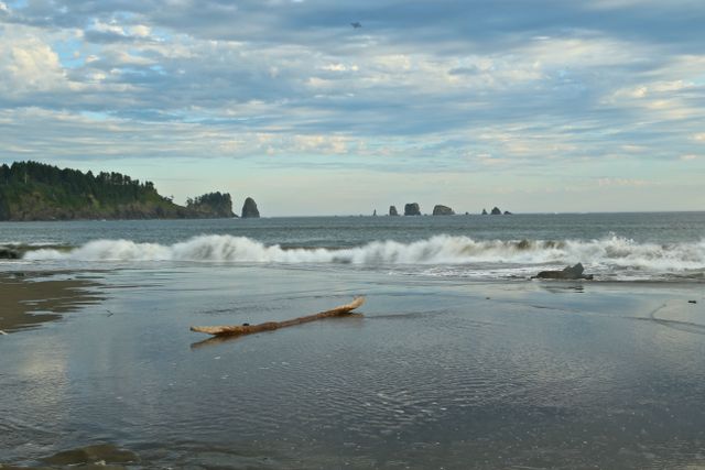 Olympic National Park - Coastal Area -- Drift logs from the Rain Forest 